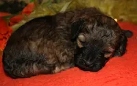 Theodore, a male Maltipoo for sale in Billings, MO – 4 of 9