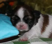 Bear, a male Shih Tzu for sale in Billings, MO – 4 of 9