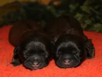 Shaggy, a male Shih Tzu for sale in Billings, MO – 8 of 9
