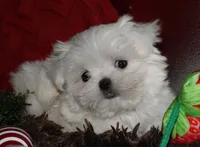 Myrtle, a female Maltese for sale in Billings, MO – 7 of 8