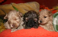 Goldie, a female Maltipoo for sale in Billings, MO – 7 of 10