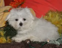 Chester, a male Maltese for sale in Billings, MO – 9 of 9