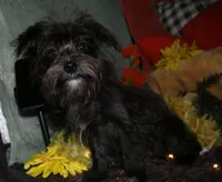 Frank, a male Morkie for sale in Billings, MO – 3 of 10