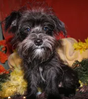 Frank, a male Morkie for sale in Billings, MO – 8 of 10