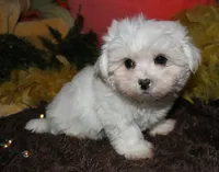 Blaze, a male Maltese for sale in Billings, MO – 3 of 9