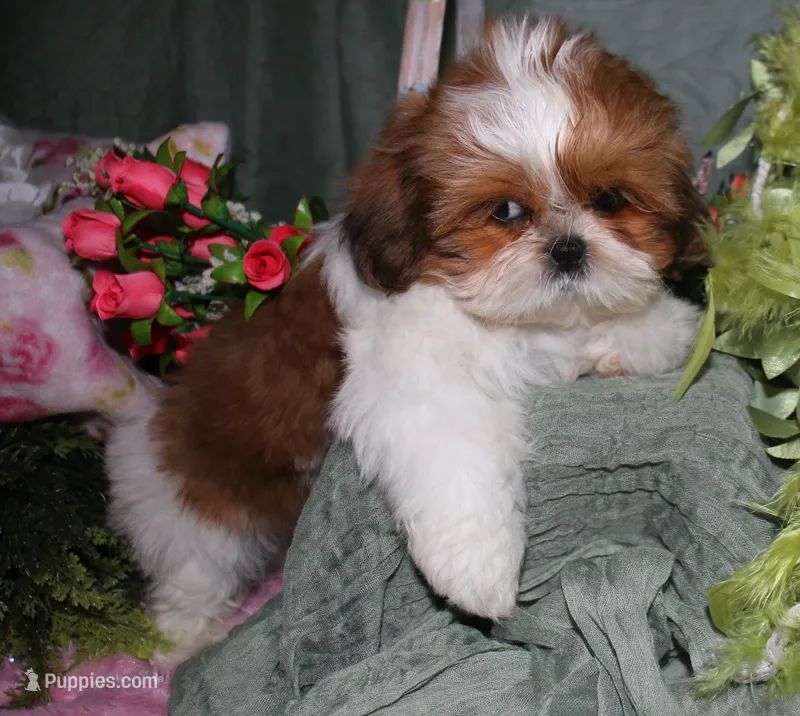 Jolene – Shih Tzu puppy for sale in Billings, MO