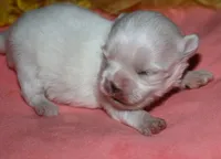 Piper, a male Maltese for sale in Billings, MO – 2 of 9
