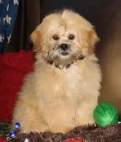 Luke, a male Shihpoo for sale in Billings, MO – 2 of 9