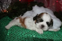 Cooper, a male Shih Tzu for sale in Billings, MO – 4 of 9