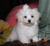 Fred, a male Maltese for sale in Billings, MO – 6 of 10