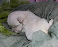 Noah, a male Maltese for sale in Billings, MO – 6 of 8