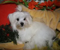 Bruiser, a male Maltese for sale in Billings, MO – 8 of 9