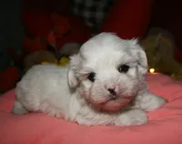 Blaze, a male Maltese for sale in Billings, MO – 2 of 9