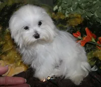 Conrad, a male Maltese for sale in Billings, MO – 2 of 9