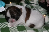 Bear, a male Shih Tzu for sale in Billings, MO – 8 of 9