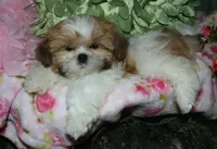 MoJo, a male Shih Tzu for sale in Billings, MO – 3 of 9