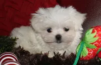 Myrtle, a female Maltese for sale in Billings, MO – 6 of 8