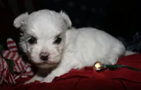 Mable, a male Maltese for sale in Billings, MO – 3 of 8