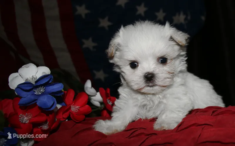 Noah – Maltese puppy for sale in Billings, MO