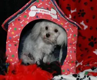 Landon, a male Maltese for sale in Billings, MO – Photo 3 of 8