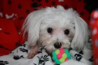 Landon, a male Maltese for sale in Billings, MO – Photo 6 of 8