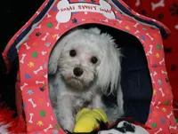 Landon, a male Maltese for sale in Billings, MO – Photo 4 of 8
