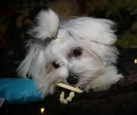 Stumpy, a male Maltese for sale in Billings, MO – 6 of 9