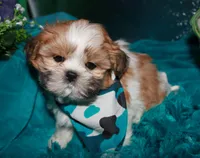 MoJo, a male Shih Tzu for sale in Billings, MO – 9 of 9