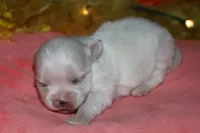 Piper, a male Maltese for sale in Billings, MO – 9 of 9