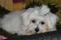 Stumpy, a male Maltese for sale in Billings, MO – 2 of 9