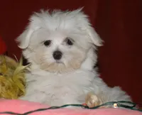 Conrad, a male Maltese for sale in Billings, MO – 8 of 9