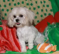 Romeo, a male Mal Shi for sale in Billings, MO – Photo 6 of 6