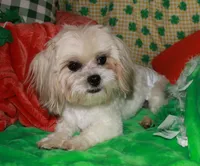 Romeo, a male Mal Shi for sale in Billings, MO – Photo 1 of 6