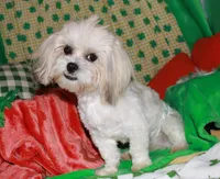 Romeo, a male Mal Shi for sale in Billings, MO – Photo 4 of 6