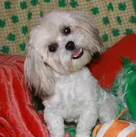 Romeo, a male Mal Shi for sale in Billings, MO – Photo 5 of 6