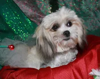 Romeo, a male Mal Shi for sale in Billings, MO – Photo 2 of 6