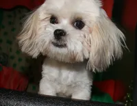 Romeo, a male Mal Shi for sale in Billings, MO – Photo 3 of 6