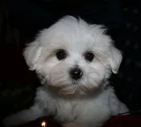 Stumpy, a male Maltese for sale in Billings, MO – 7 of 7