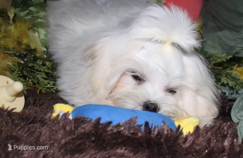 Fred – Maltese puppy for sale in Billings, MO