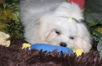 Fred, a male Maltese for sale in Billings, MO – 1 of 8