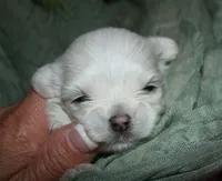 Myrtle, a female Maltese for sale in Billings, MO – 8 of 8