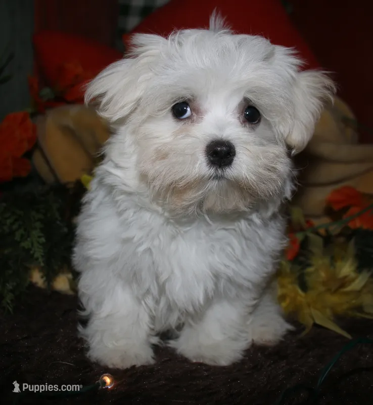 Fred – Maltese puppy for sale in Billings, MO
