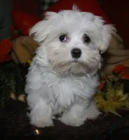 Fred, a male Maltese for sale in Billings, MO – 1 of 10