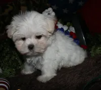 Noah, a male Maltese for sale in Billings, MO – 4 of 9
