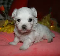 Ziggy , a male Maltese for sale in Billings, MO – 7 of 9