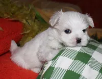 Destiney, a female Maltese for sale in Billings, MO – 2 of 8