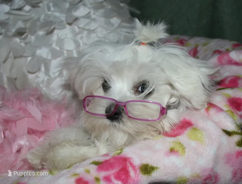 Farrah – Maltese puppy on hold in Billings, MO