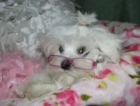 Farrah, a female Maltese for sale in Billings, MO – 1 of 9