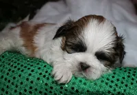 Cooper, a male Shih Tzu for sale in Billings, MO – 7 of 9