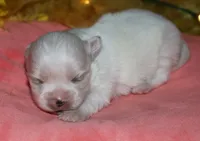 Piper, a male Maltese for sale in Billings, MO – 5 of 9